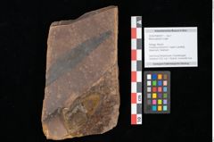 Foto (Objekt + Etikett) von Myrica lignitum Unger (NHMW-GEO-2024-0188-0577)
